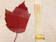 Filter Papers